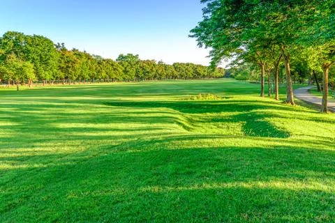 Golf course landscape with tree. Stock Photos