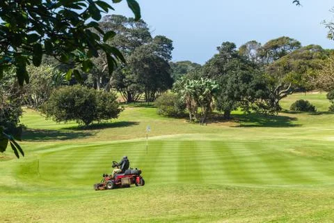 Golf Course Machine Cutting Putting Green Stock Photos