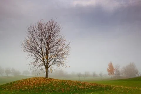 On the golf course in the mist Foto stock