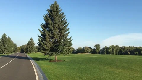 Golf course in the morning. Stock Footage 327972981