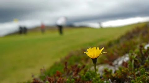 Golf Course on the outskirts of Reykjavik Stock Footage 62797341