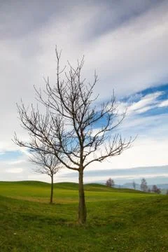 On the golf course 스톡 사진