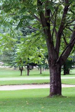 Golf Course -  Stock Photos