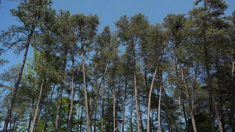 Golf course scenic - fairway lined trees tilt up Stock Footage 99984255