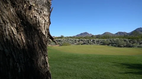 Golf Course Scenic - Green behind tree Stock Footage 99993430