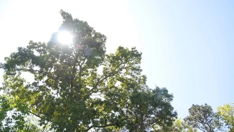 Golf Course Scenic - Sun behind trees Stock Footage 99984395