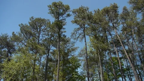 Golf course scenic - tilt up pan over trees lining fairway Stock Footage 99984215