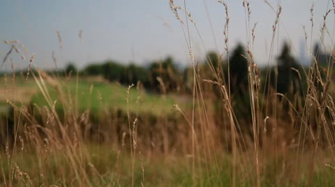 Golf Course scenics Video stock 51237186