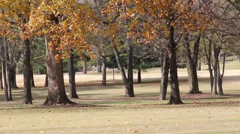 Golf Course Trees Vidéo 10561676