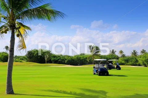 Golf course tropical palm trees in Mexico Stock Photos