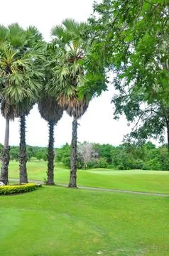 Golf field Stock Photos