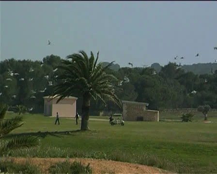 Golf Stock Footage 25850986