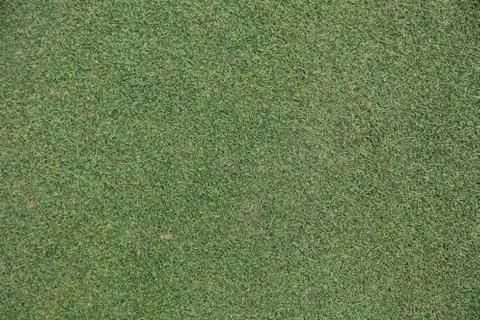 Golf grass Stock Photos