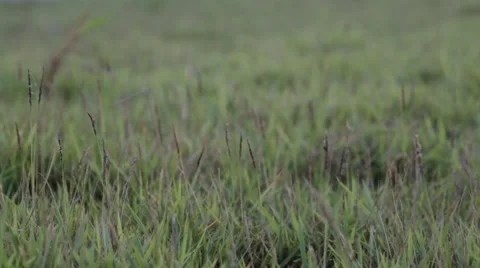 Golf in grass, video Stock Footage 45903286