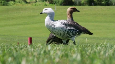 On The Golf Green 스톡 동영상 765123