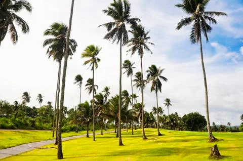 Golf greens 스톡 사진