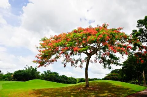 Golf greens Stock Photos