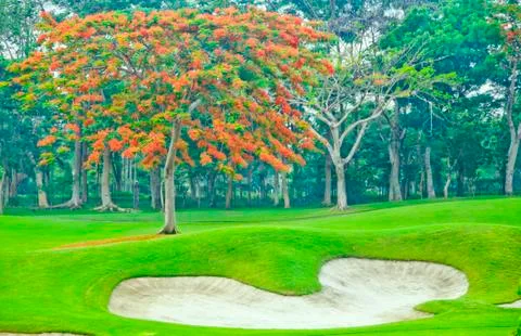 Golf greens Stock Photos