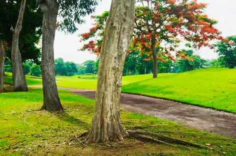 Golf greens Stock-Fotos