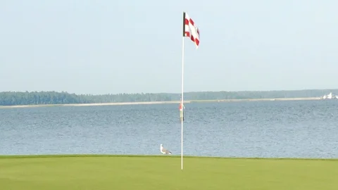 Golf hole flag waving by the ocean. Seagull near green Stock Footage 117249378