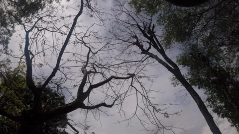 Golf in Phuket Stock Footage 89510213