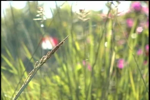 Golf-RackFocus Stock Footage 95059