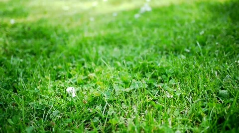 Golf Setting Up Ball Stock Footage 775884