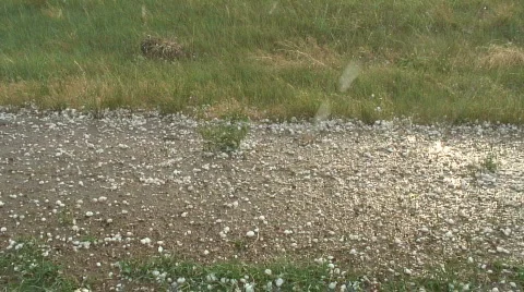 Golfball sized hail falling on road and in grass Stock Footage 503338