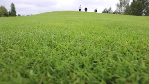 A golfer was preparing to hit with a putter on the green ground Видео 143716192