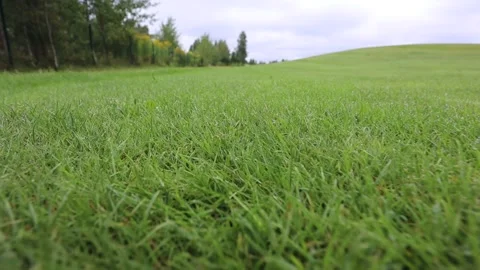 A golfer was preparing to hit with a putter on the green ground Stockbeeldmateriaal 143716231