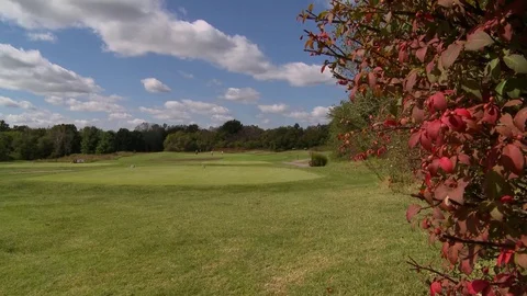 Golfers red bush Stock Footage 81606013