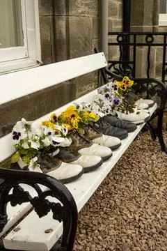 Golfing Pansies Stock Photos