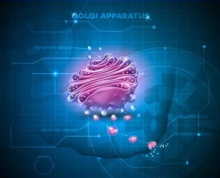 Golgi apparatus background Stock Illustration