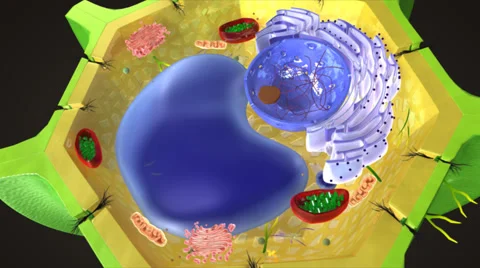 GOLGI APPARATUS Stock Footage 43052813