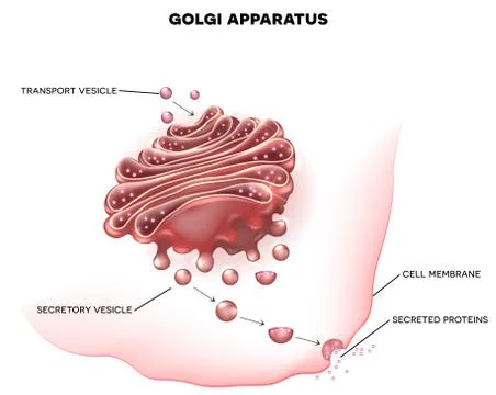Golgi apparatus Stock Illustration