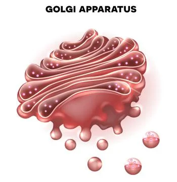 Golgi apparatus Ilustração Stock