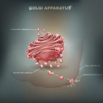 Golgi apparatus Stock Illustration