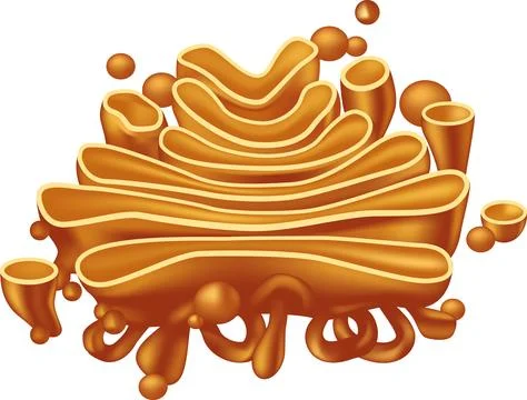 Golgi Apparatus Stock Illustration
