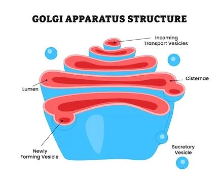 Golgi Apparatus Structure Anatomy or Golgi complex. labeled lumen, forming .. Stock Illustration