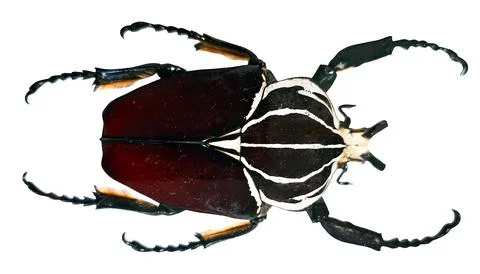 Goliath beetle Goliathus goliathus isolated on a white background during da.. 스톡 사진