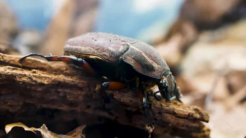 Goliath beetle (Goliathus goliatus) Stock Footage 205090628