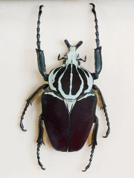 Goliath beetle Foto stock