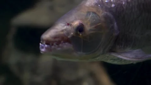 Goliath fish quickly swims in the river under water. The face of a fish with Stock Footage 240576647