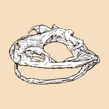 Goliath frog skull head vector illustration Stock Illustration