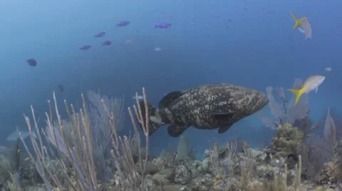 Goliath Grouper Cuba 库存影片 7762092