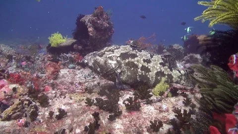 Goliath grouper Stock Footage 128616022
