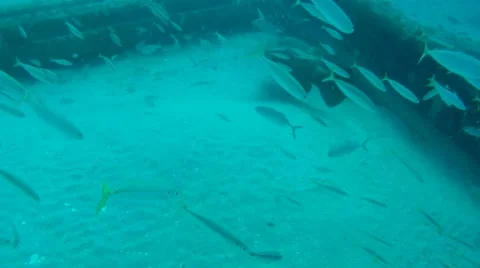 Goliath Grouper with Small Fish Stock Footage 7137176