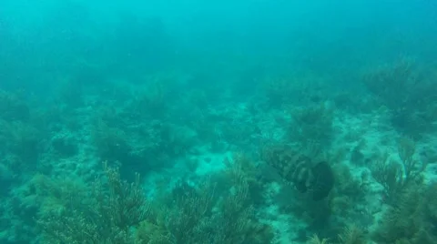 Goliath Grouper Swimming Stock Footage 7755781