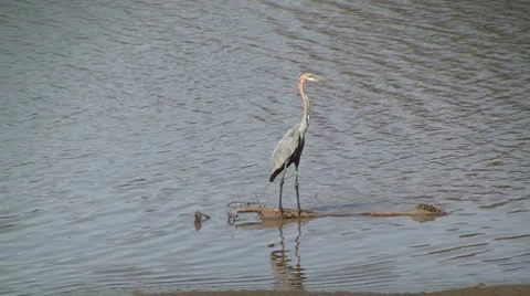 Goliath heron Stock Footage 8621761