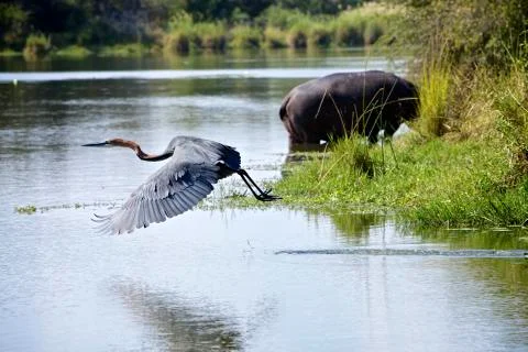 Goliath heron Stock Photos
